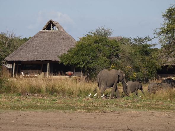 Selous Safari Camp - elephants